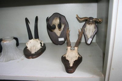 Trofeo vintage palco di cervo